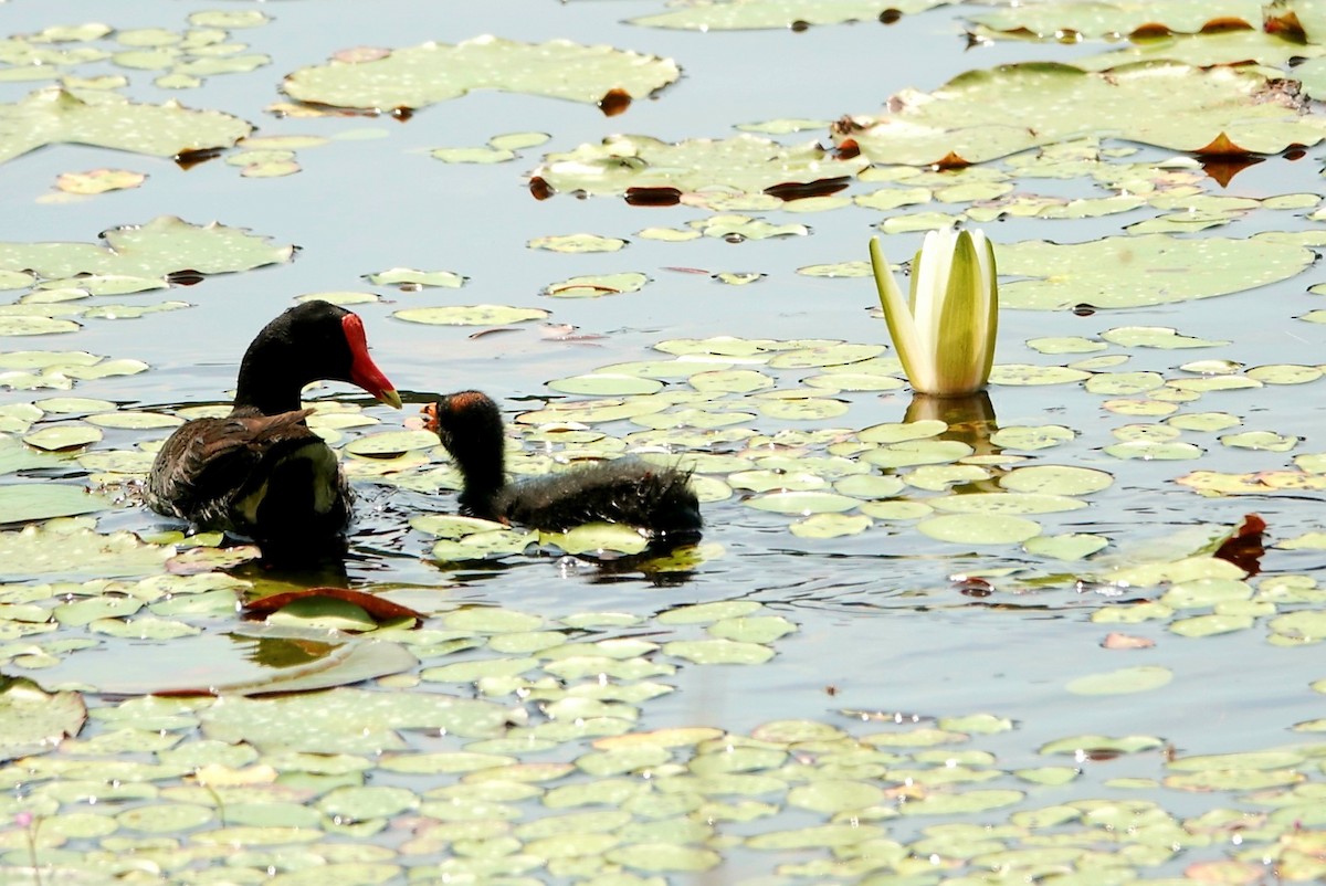 Common Gallinule - deborah grimes