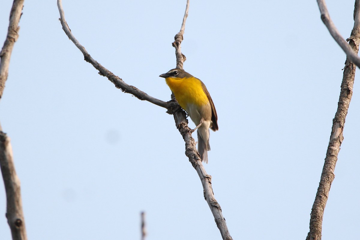 Yellow-breasted Chat - ML582131491