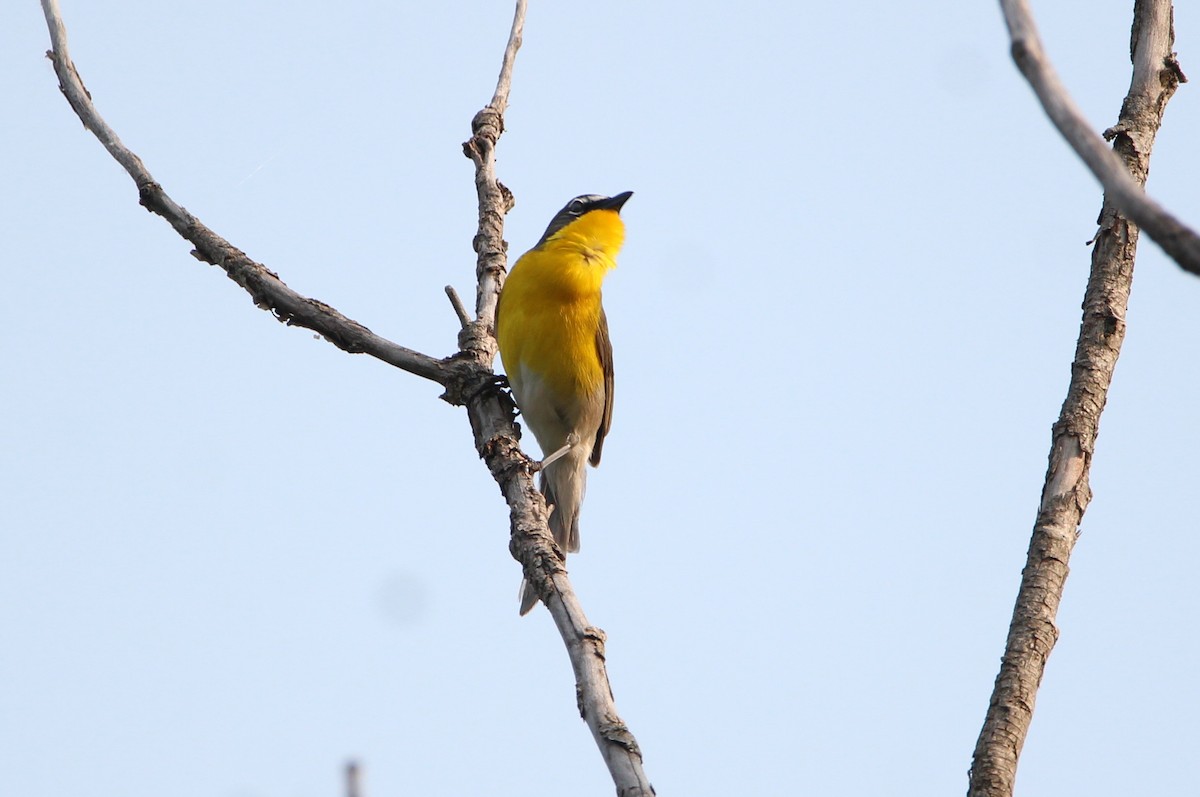 Yellow-breasted Chat - ML582131501