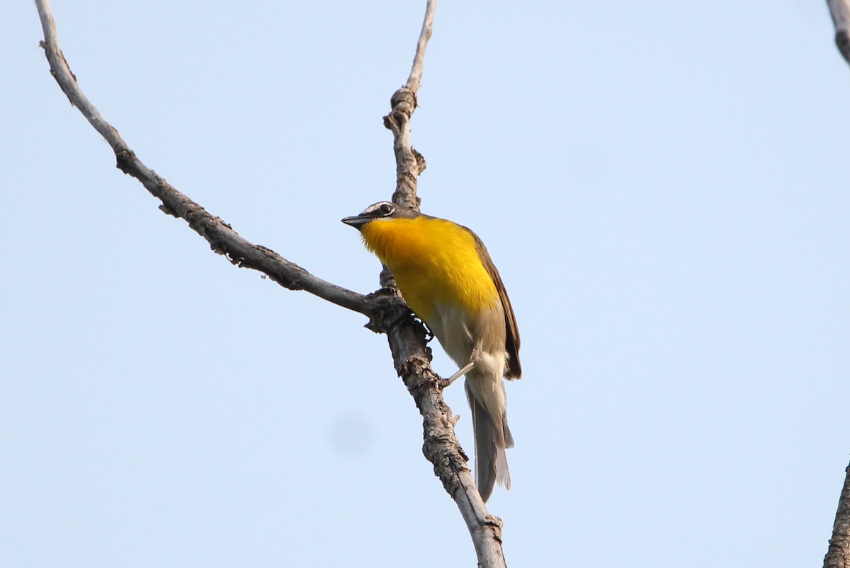 Yellow-breasted Chat - ML582131571