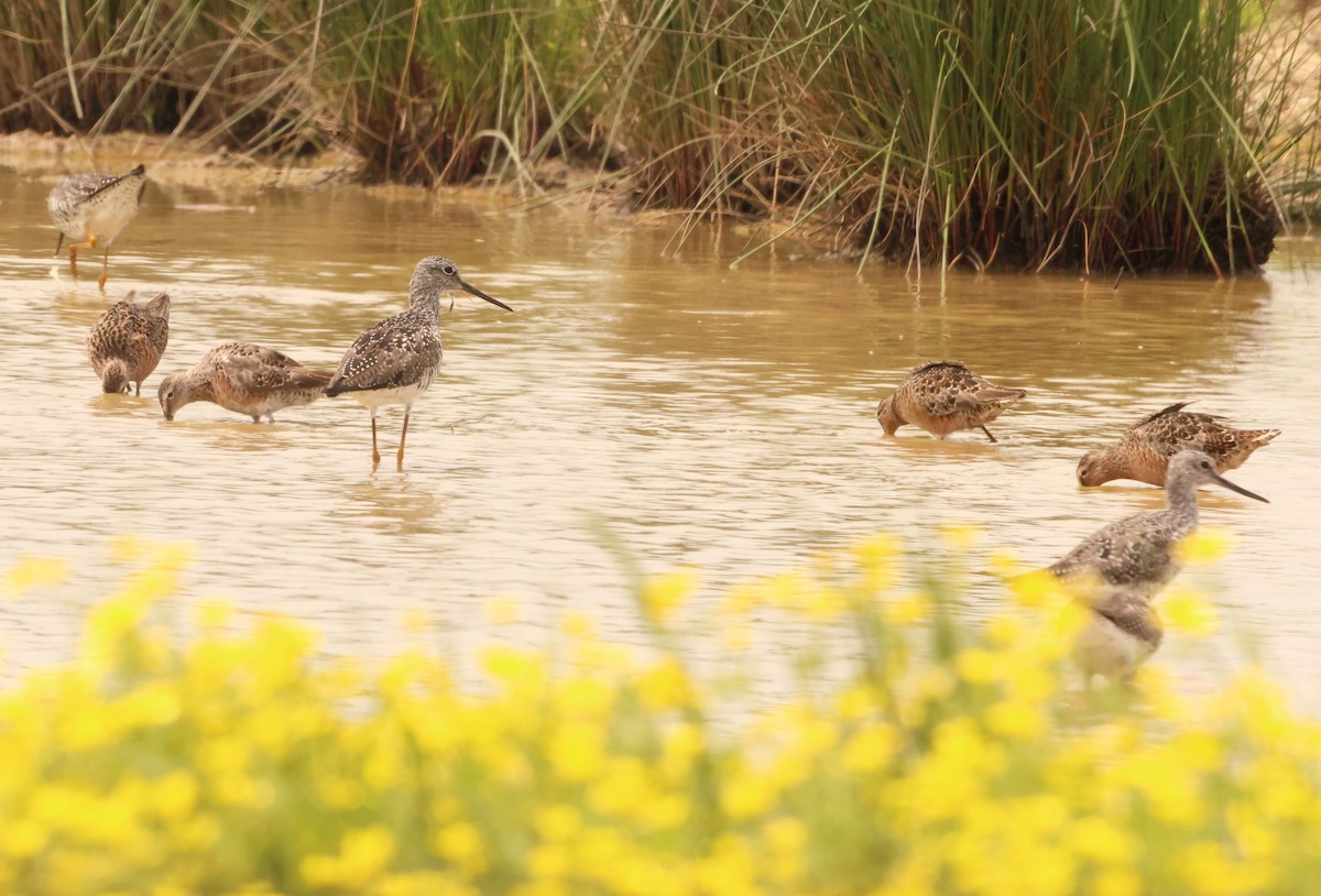 Long-billed Dowitcher - ML582131611