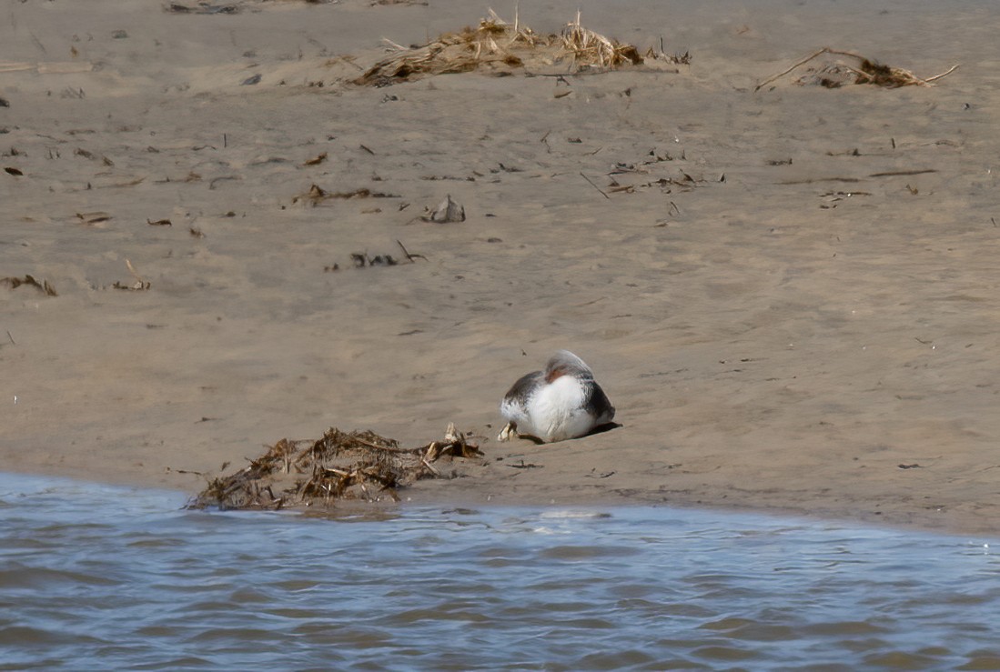 Red-throated Loon - ML582133491