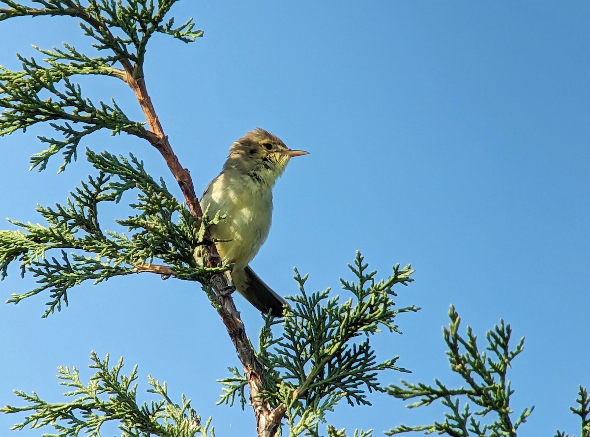 Melodious Warbler - ML582133531
