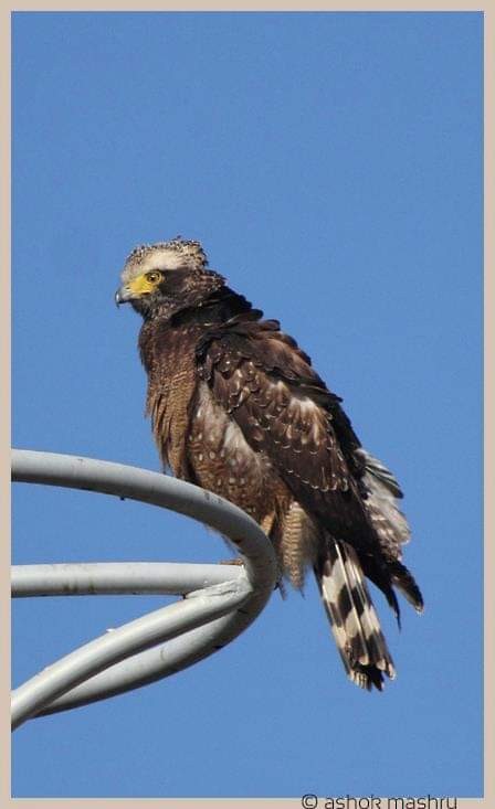 Crested Serpent-Eagle - ML582133661