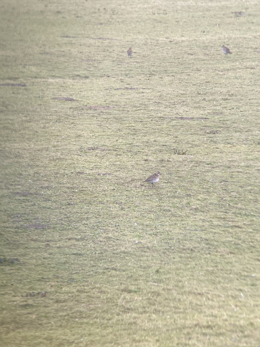 European Golden-Plover - Sandy Van Dijk