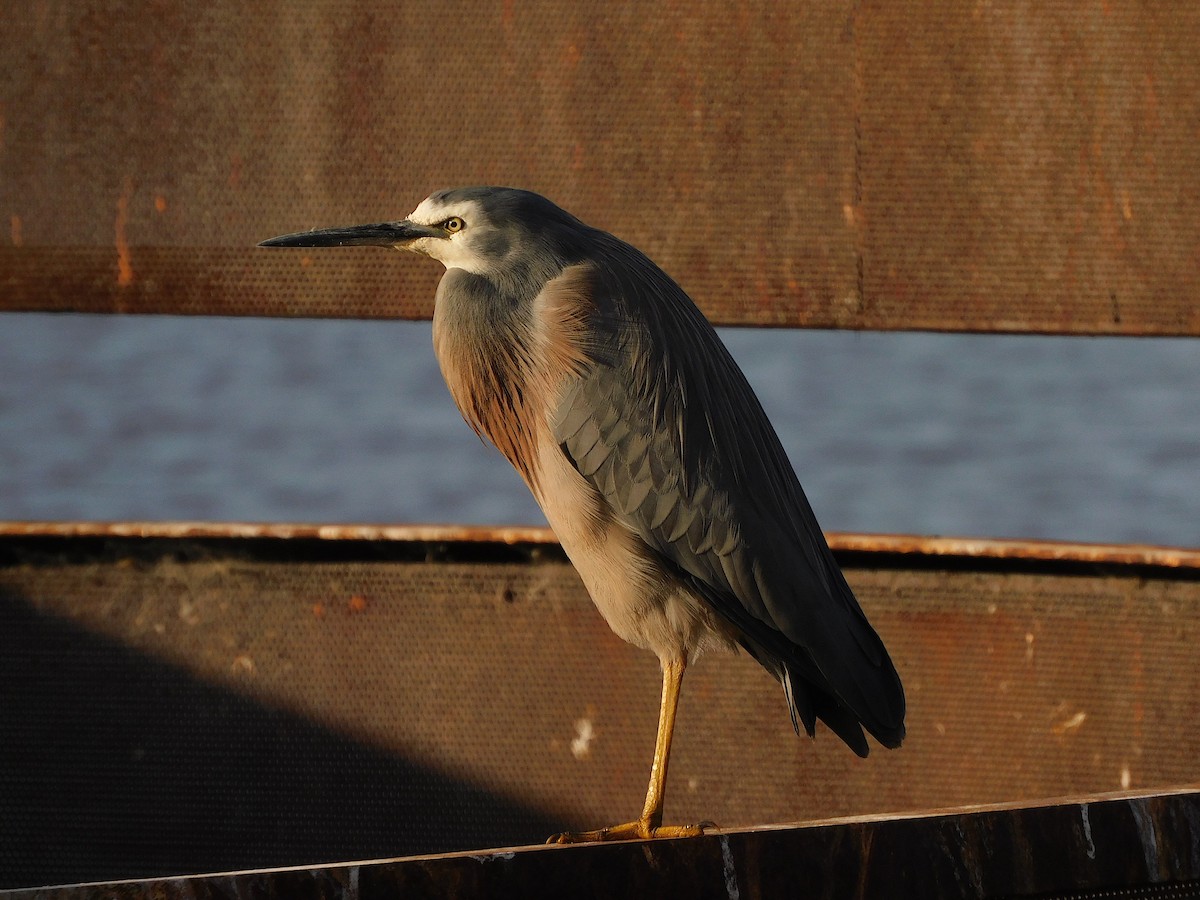 White-faced Heron - ML582134071