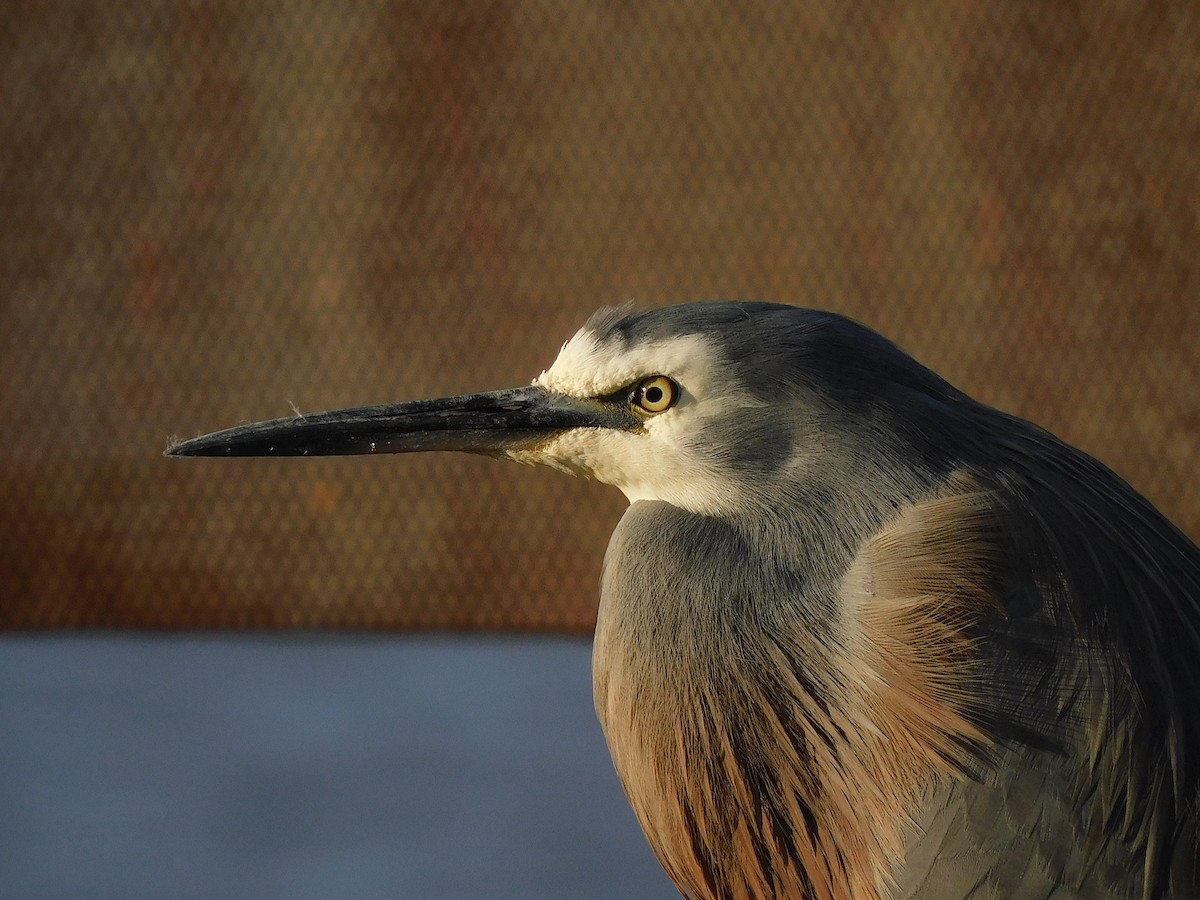 White-faced Heron - ML582134081