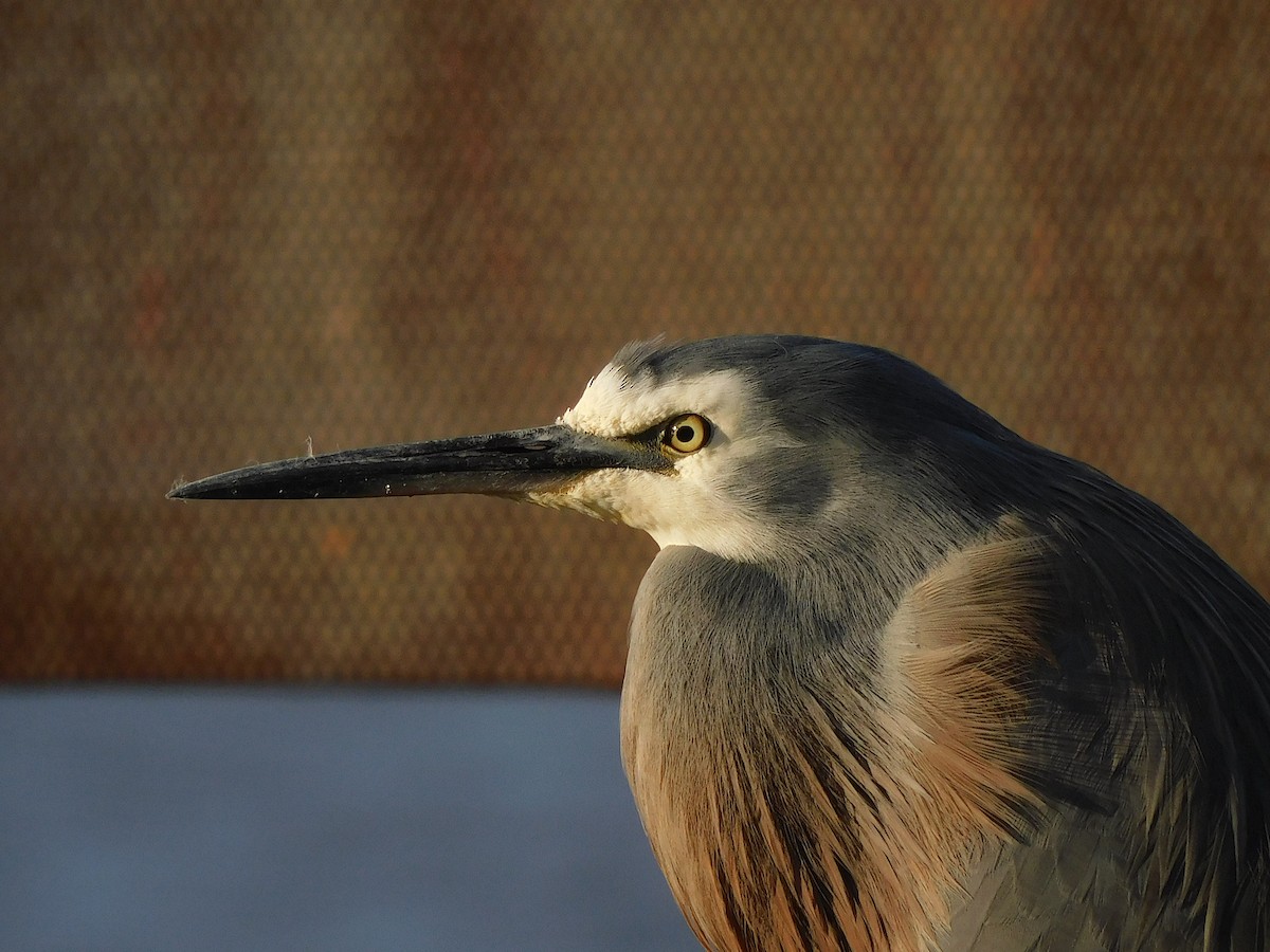 White-faced Heron - ML582134101