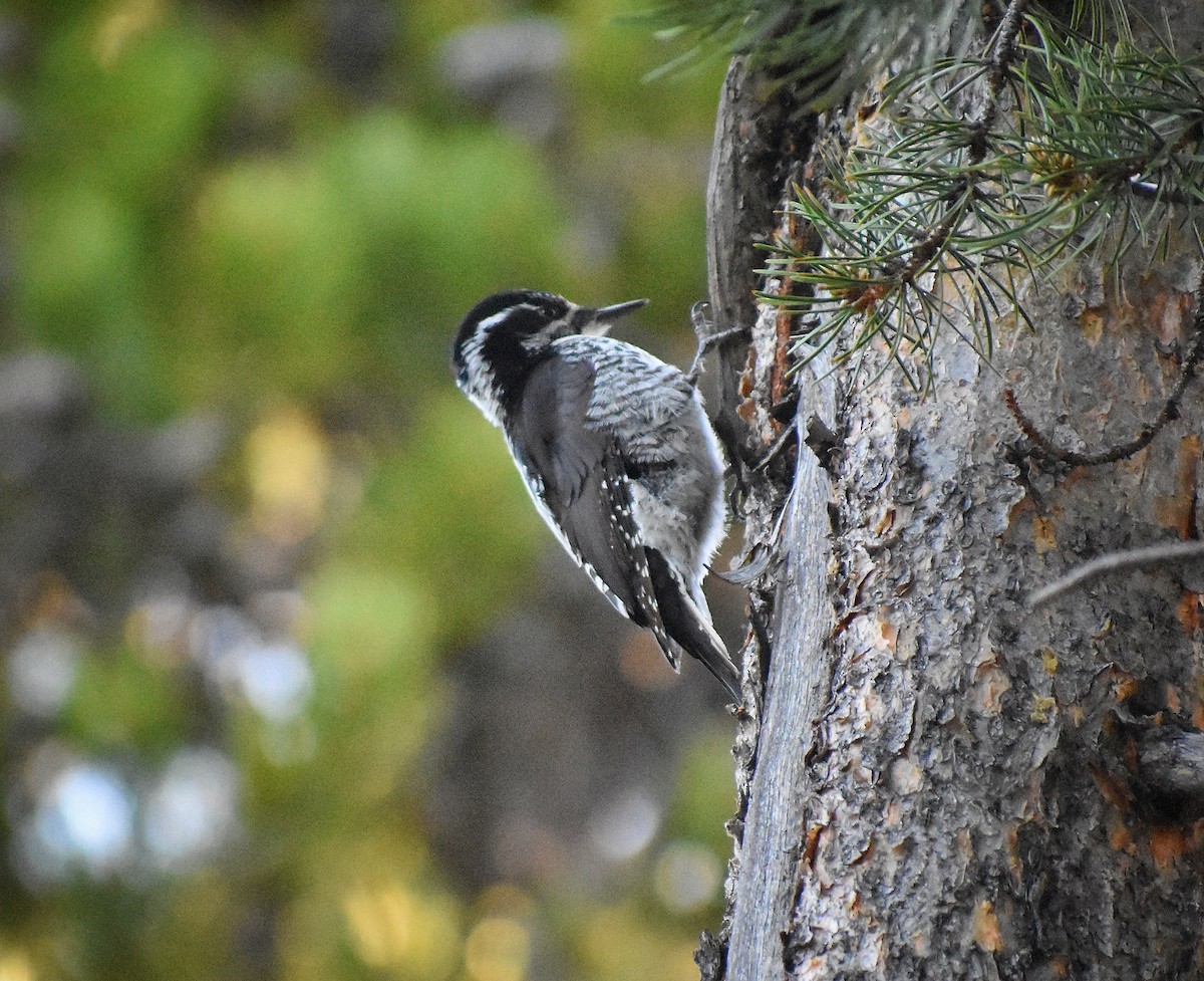 American Three-toed Woodpecker - Philip Aguiar