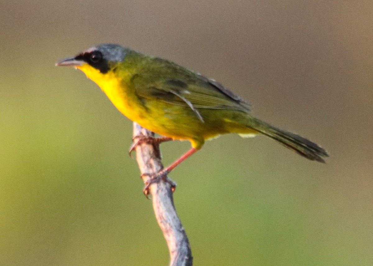 Paruline voilée - ML582134691