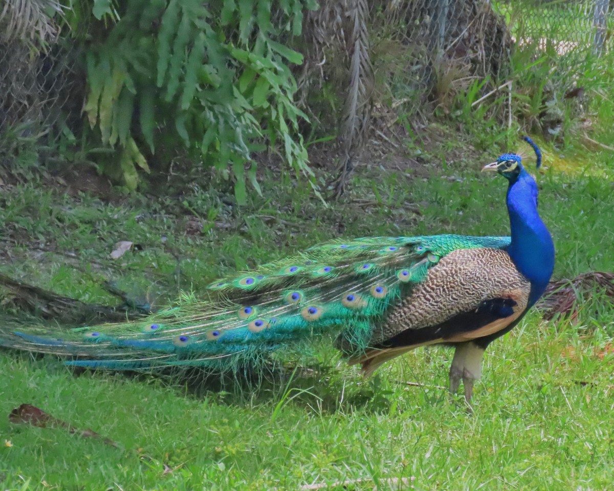 Indian Peafowl - Laurie Witkin