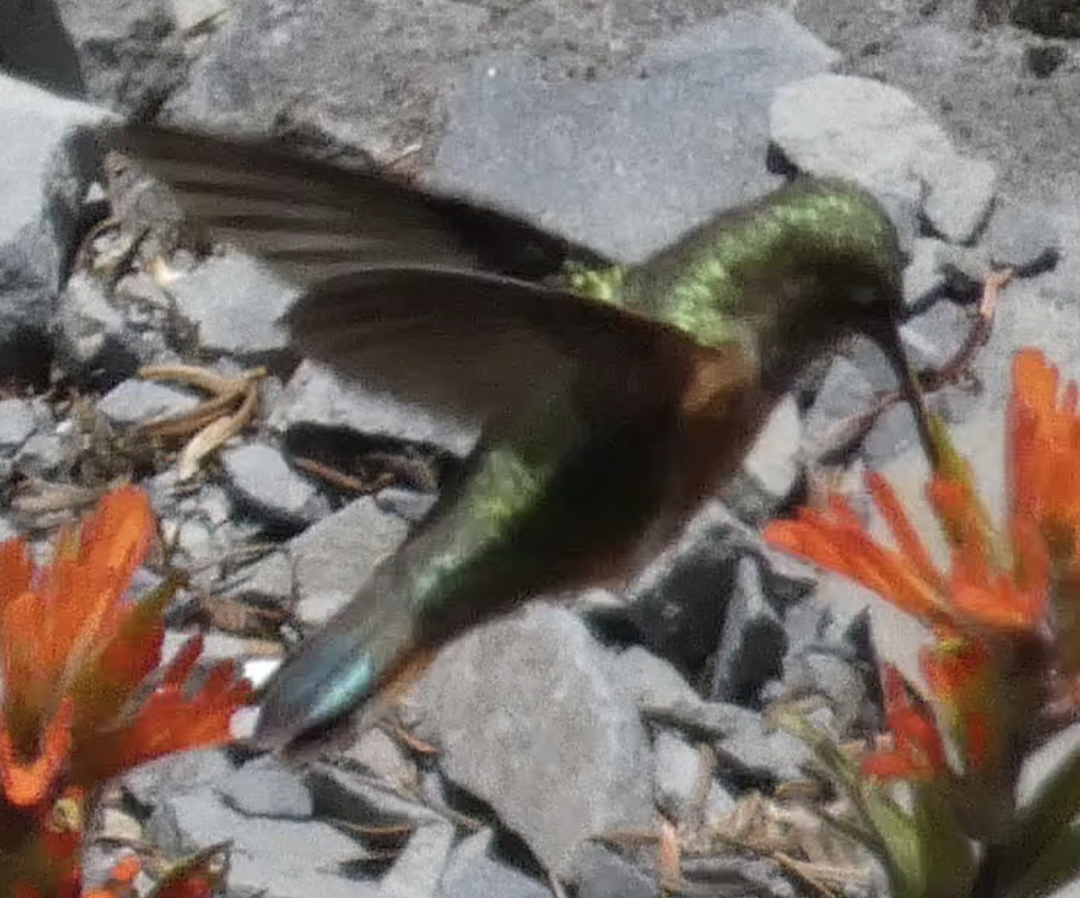 Rufous Hummingbird - ML582134791