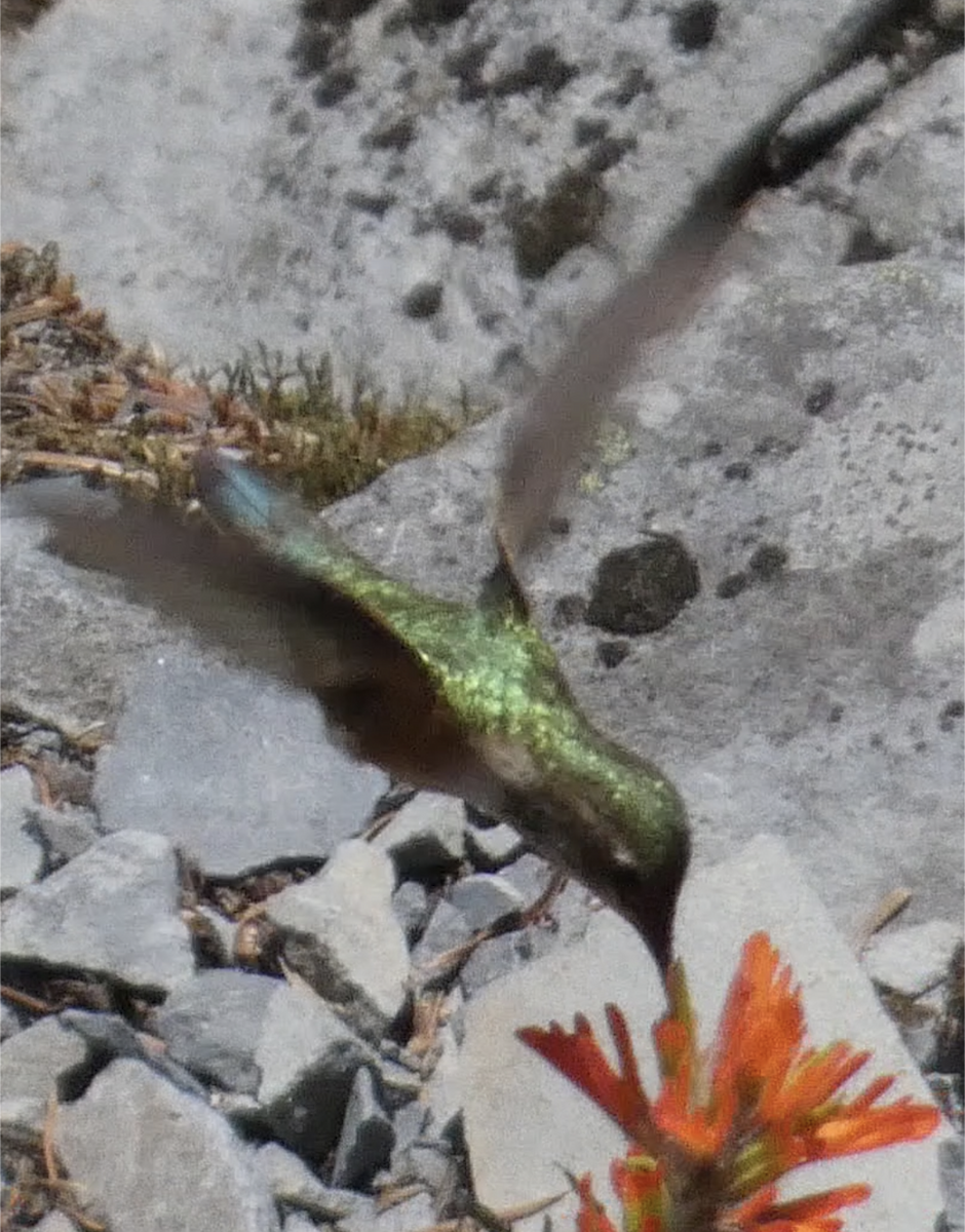Rufous Hummingbird - ML582134801