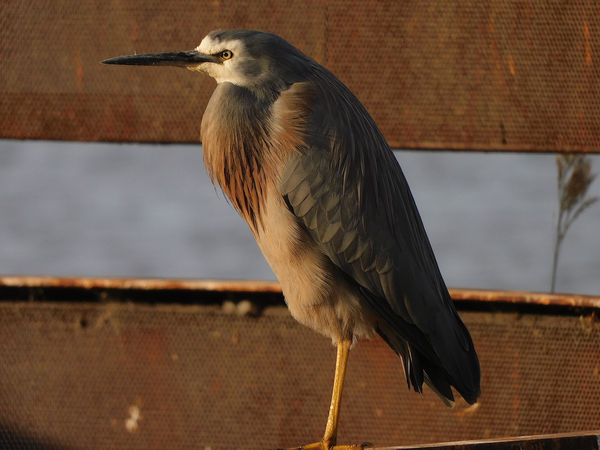 White-faced Heron - ML582135401