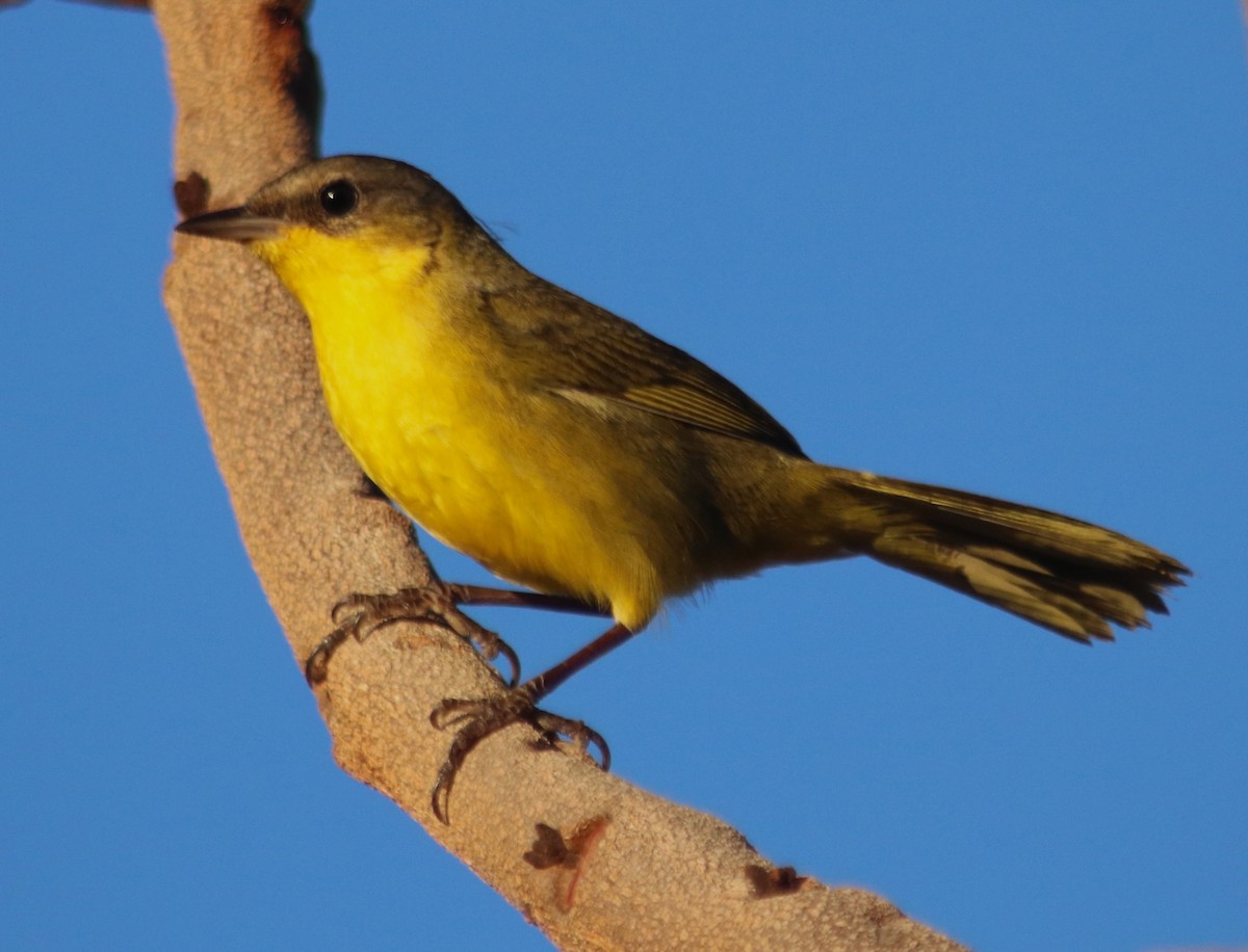 Southern Yellowthroat - ML582135471