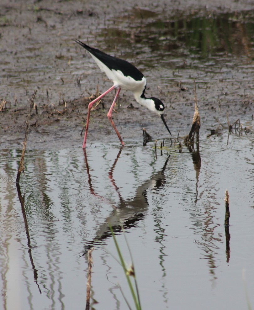 Black-necked Stilt - ML582135501