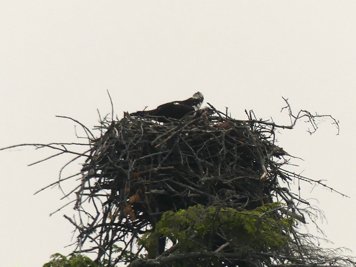 Osprey - ML582137221