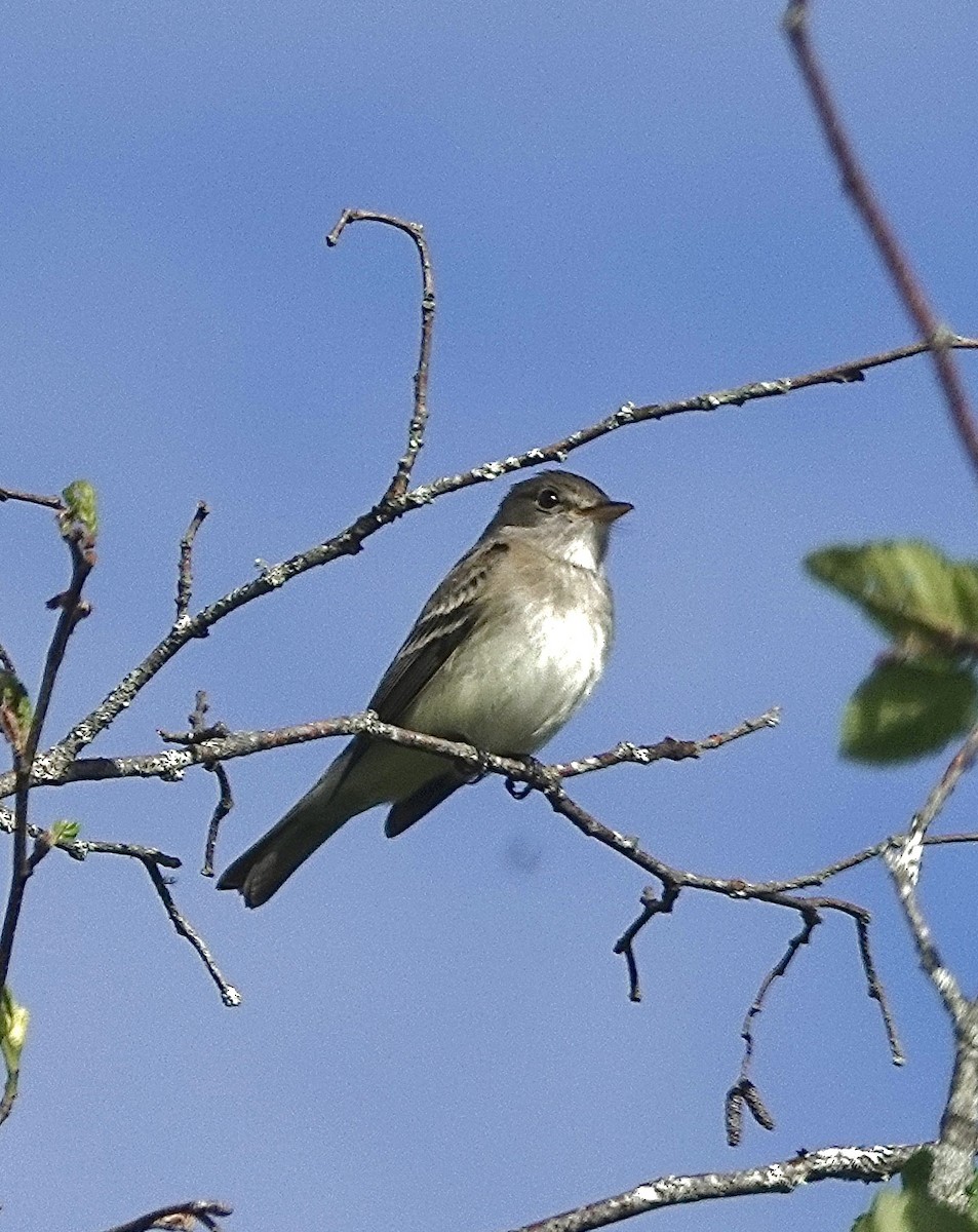 Alder Flycatcher - ML582138911