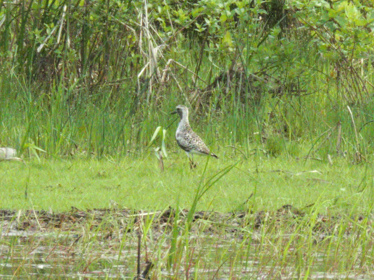 Black-bellied Plover - ML582139261