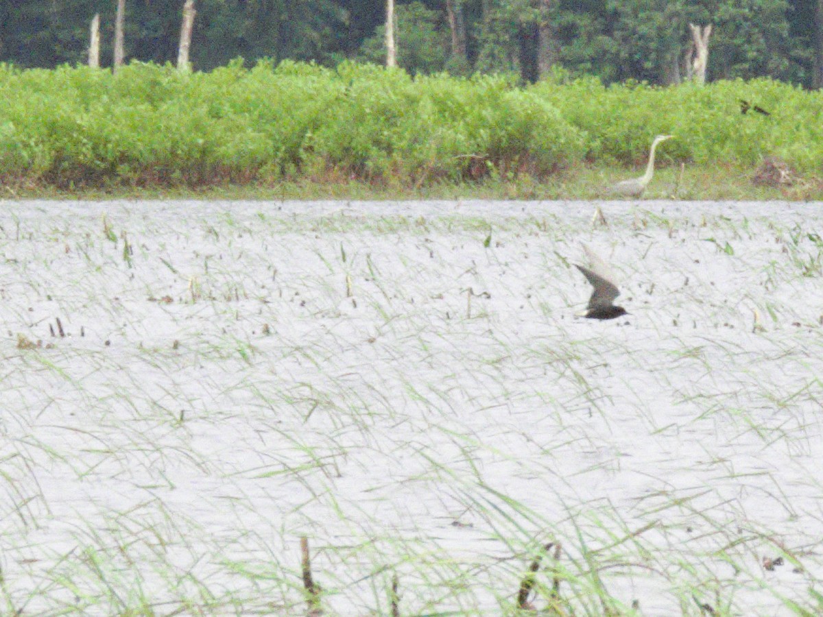 Black Tern - ML582139361