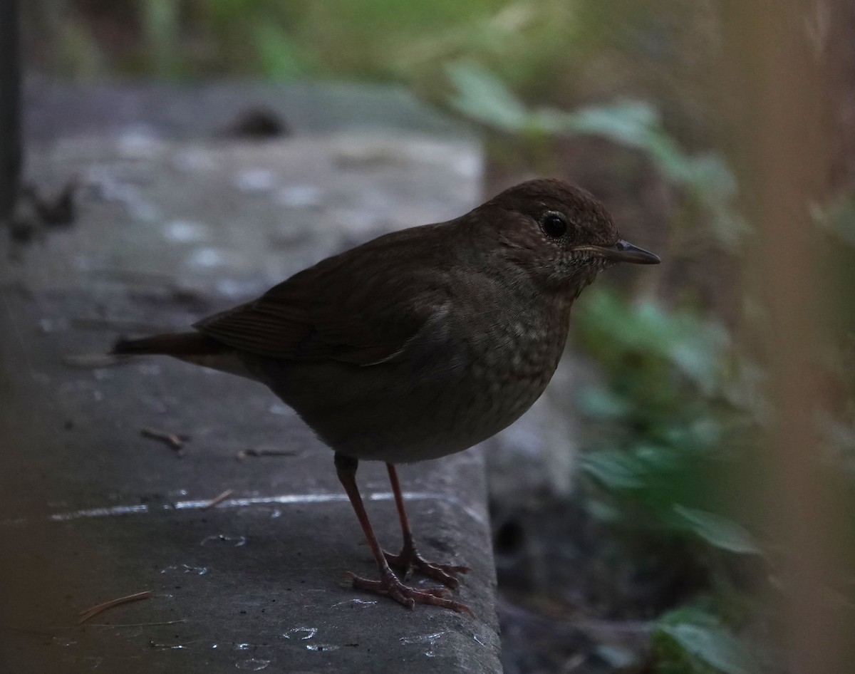 Thrush Nightingale - ML582141241