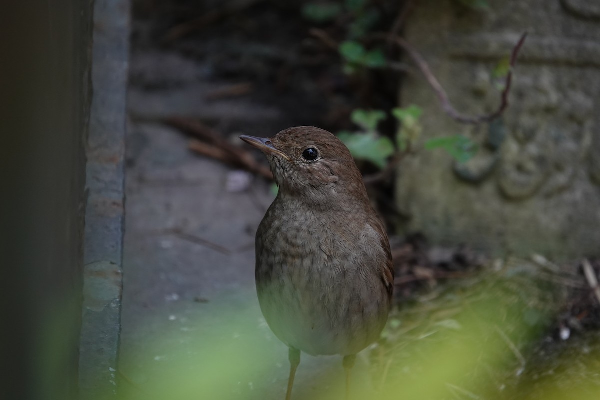 Thrush Nightingale - ML582141341