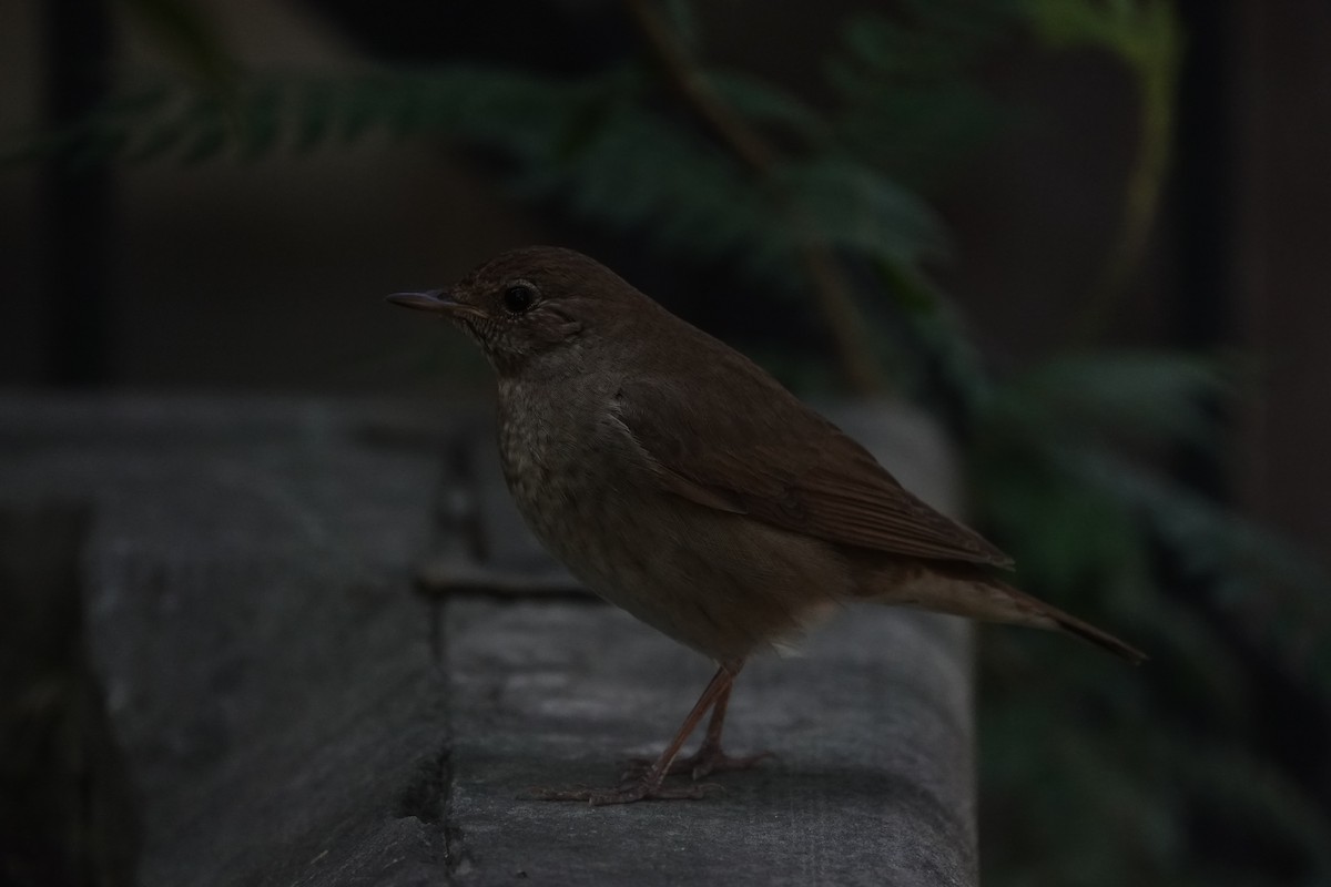 Thrush Nightingale - ML582141411