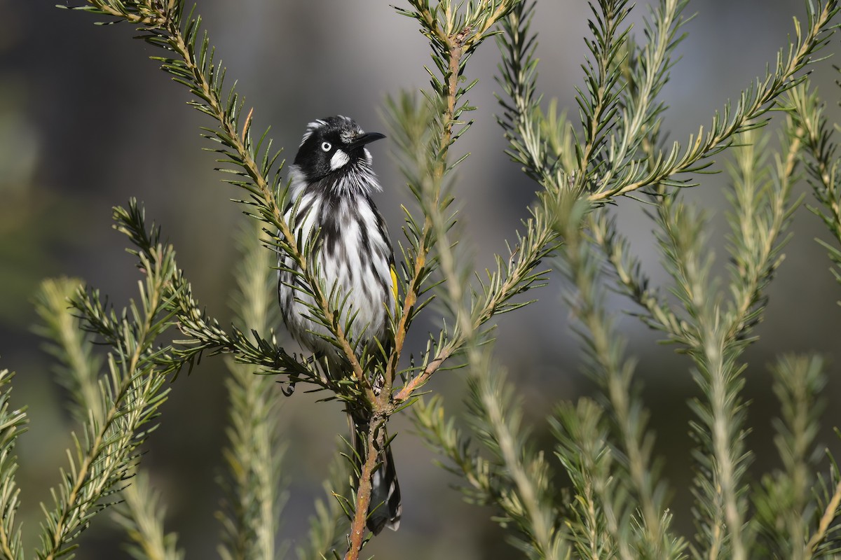 New Holland Honeyeater - ML582141611