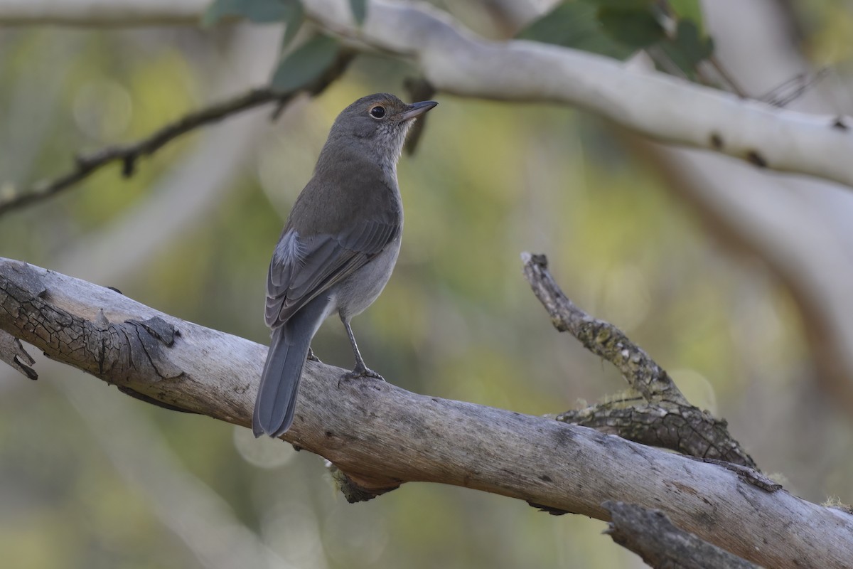 Gray Shrikethrush - ML582141641