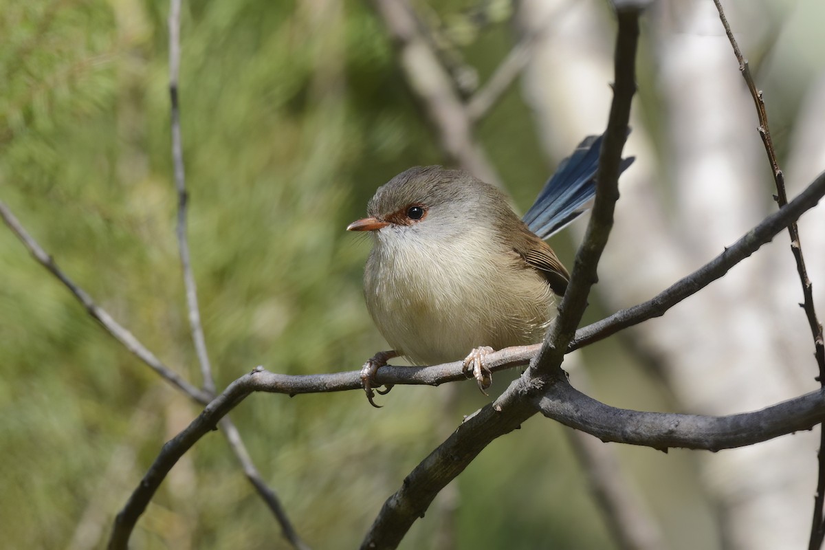 Variegated Fairywren - ML582141671