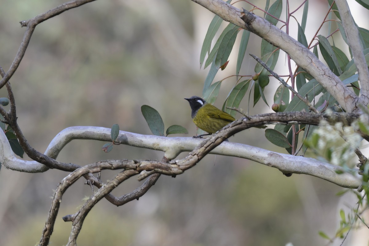 White-eared Honeyeater - ML582141711