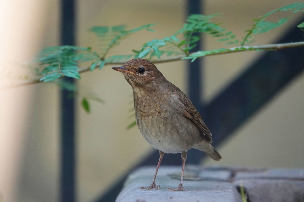 Thrush Nightingale - ML582142311