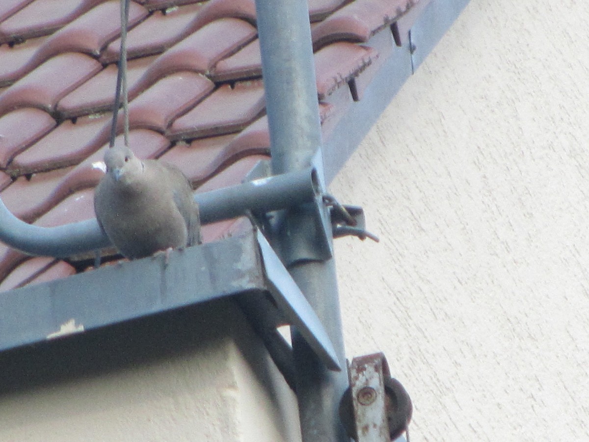 Eurasian Collared-Dove - ML582143481