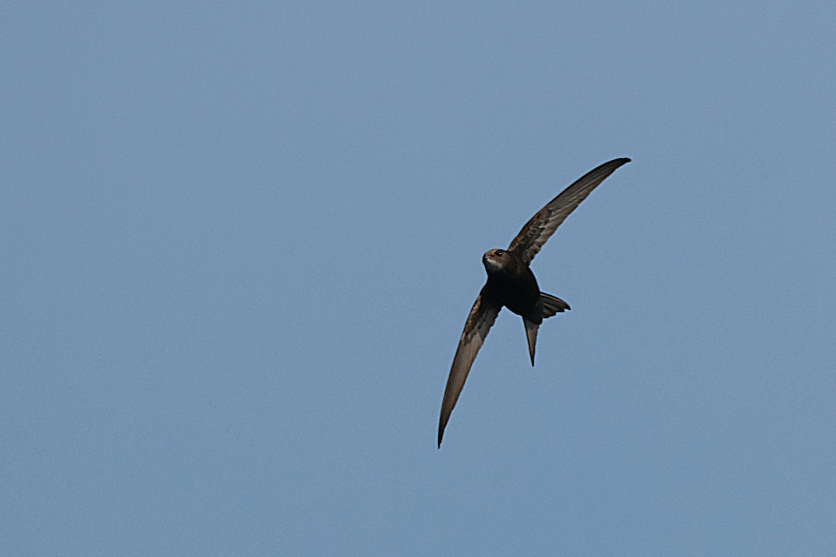 Common Swift - ML582144011