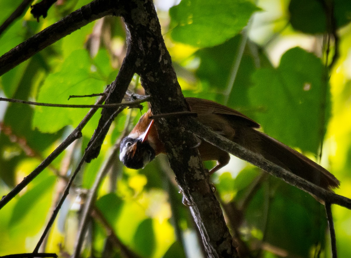 Black-crowned/Brown-crowned Scimitar-Babbler - ML582144521