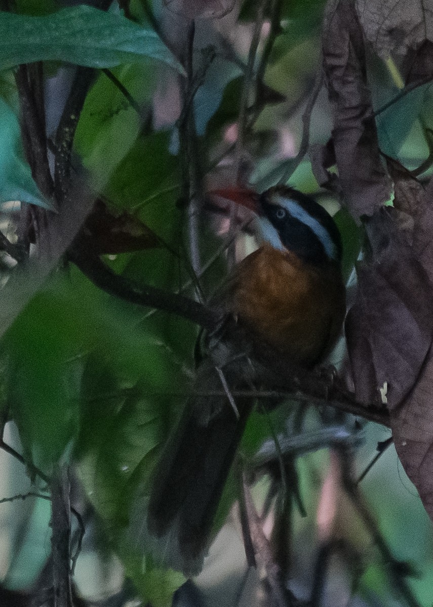 Black-crowned/Brown-crowned Scimitar-Babbler - ML582144531