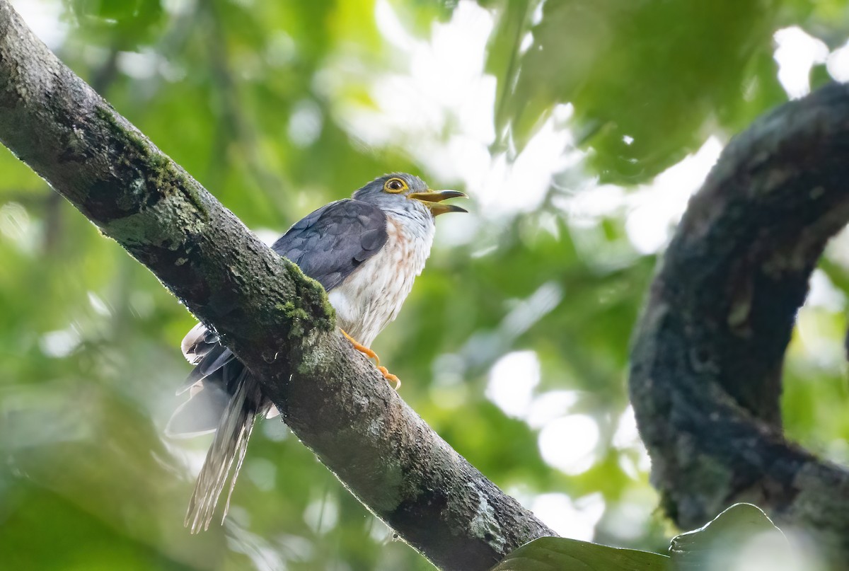 Malaysian Hawk-Cuckoo - ML582145041