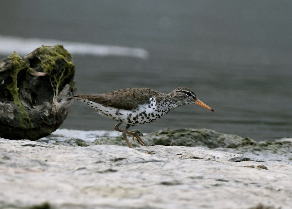 Spotted Sandpiper - ML582145291