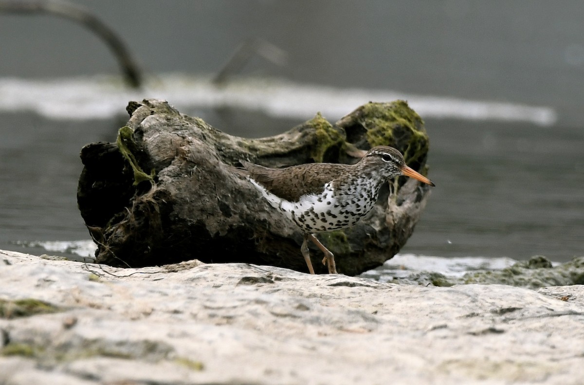 Spotted Sandpiper - ML582145301