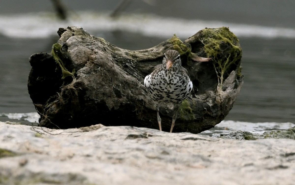 Spotted Sandpiper - ML582145321