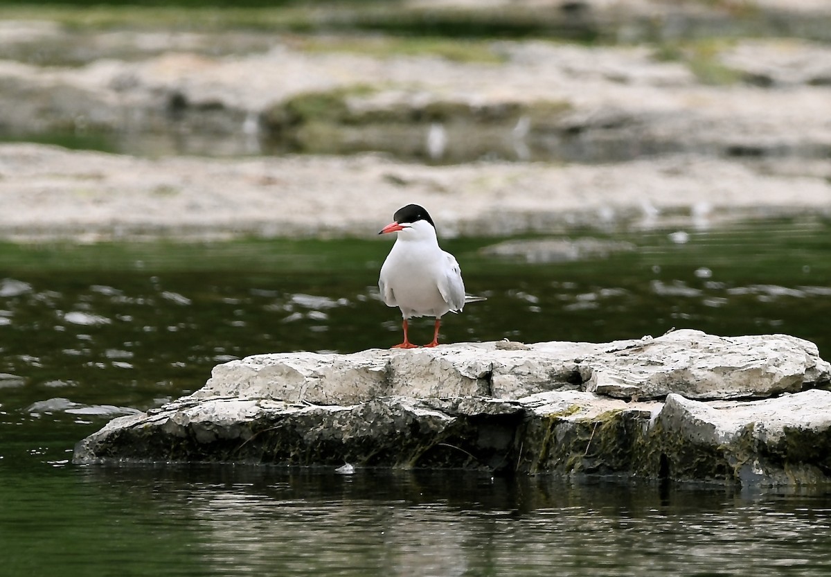 Common Tern - ML582145411