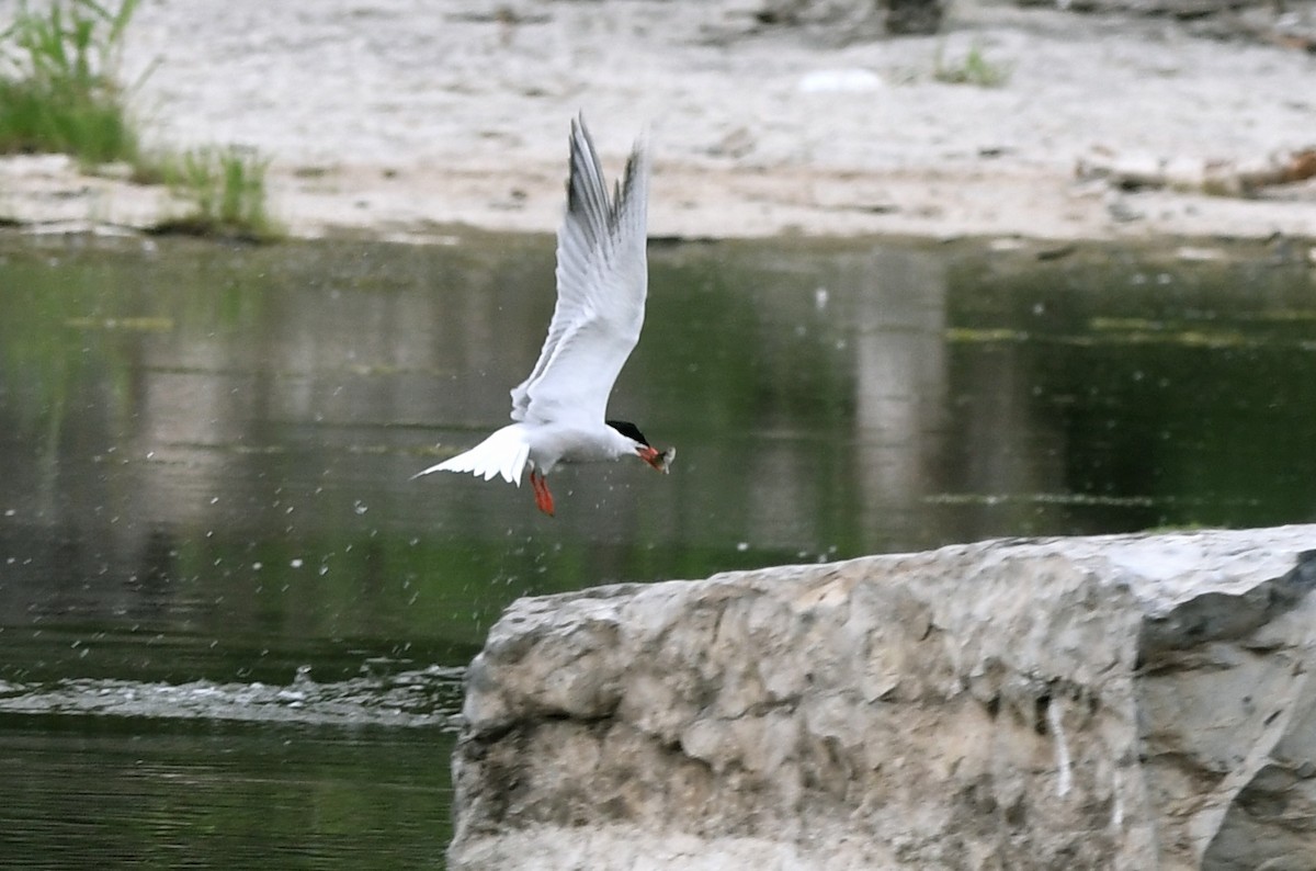 Common Tern - ML582145421