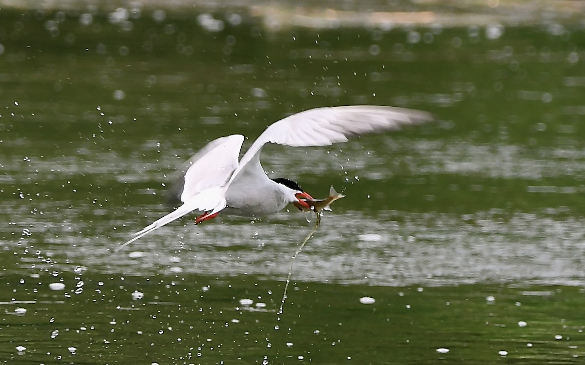 Common Tern - ML582145431