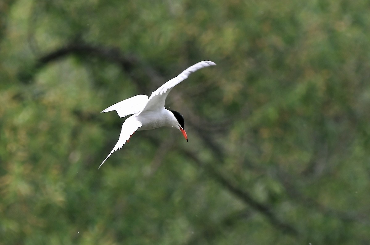 Common Tern - ML582145441