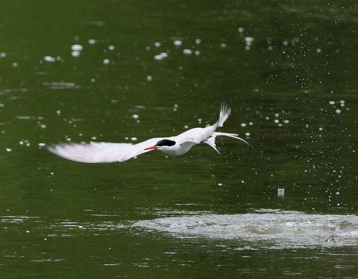 Common Tern - ML582145451