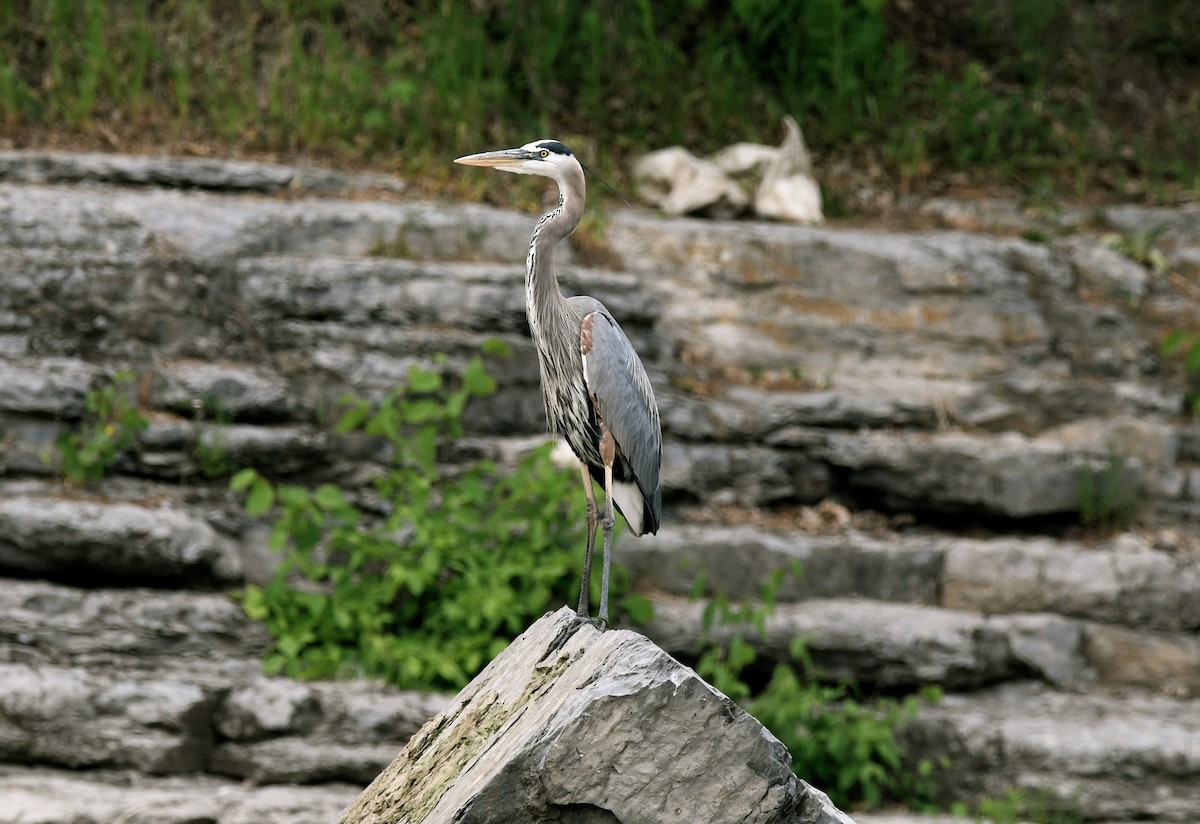 Great Blue Heron - ML582145481