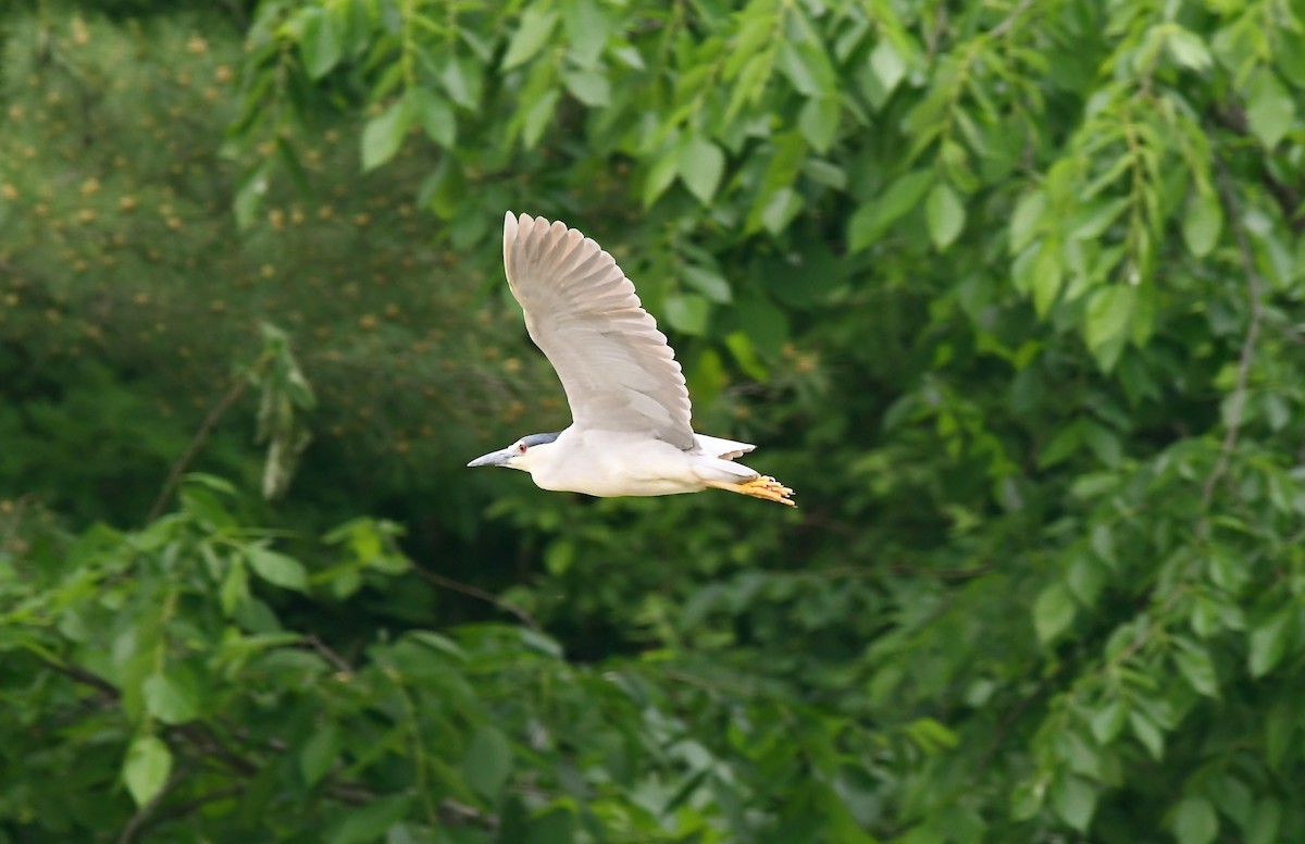 Black-crowned Night Heron - ML582145561