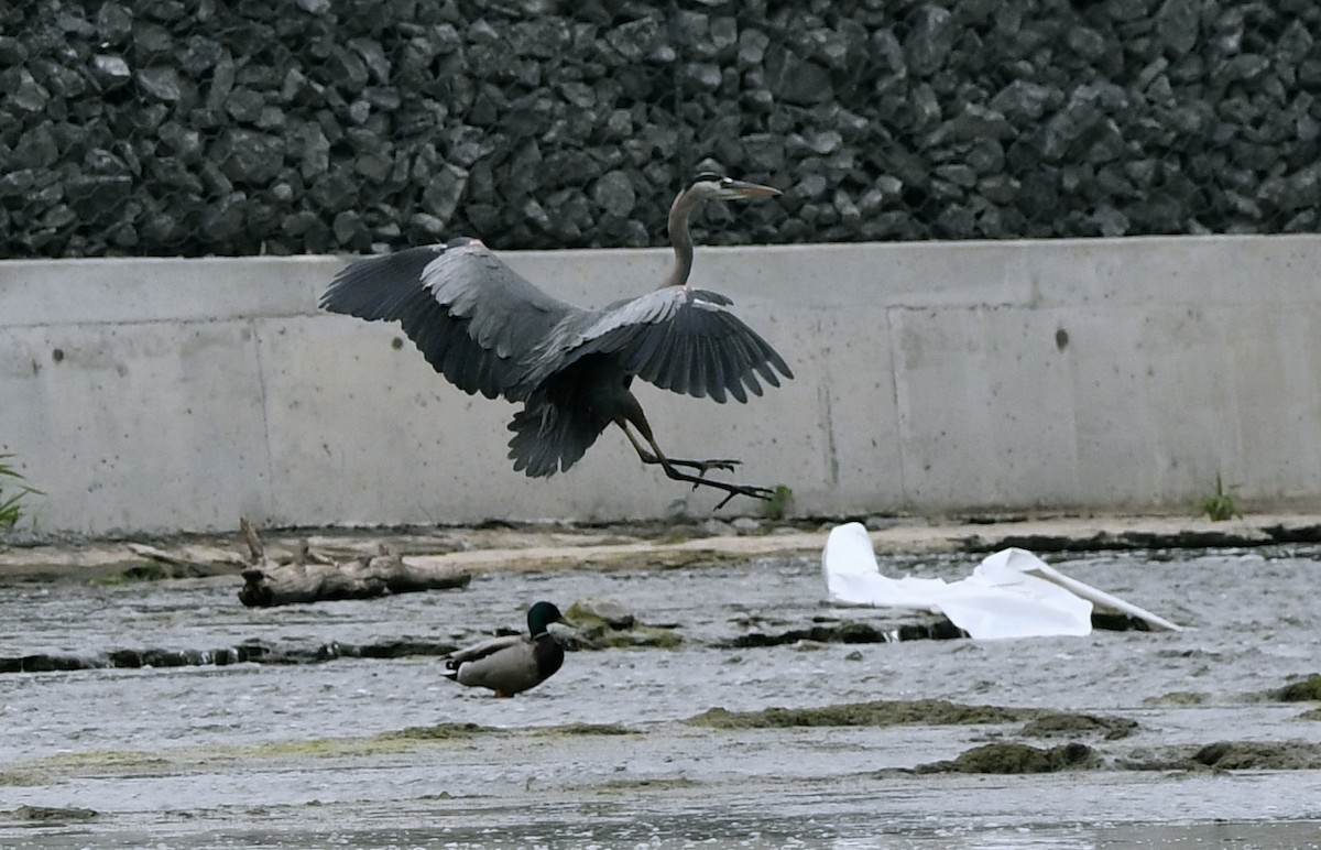 Great Blue Heron - ML582145571