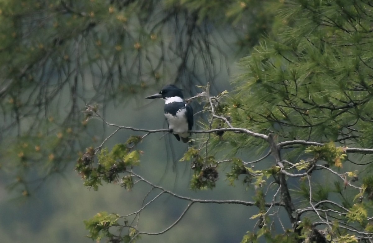 Belted Kingfisher - ML582145751