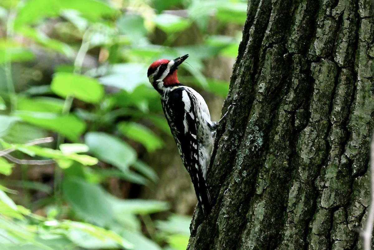 Yellow-bellied Sapsucker - ML582145791